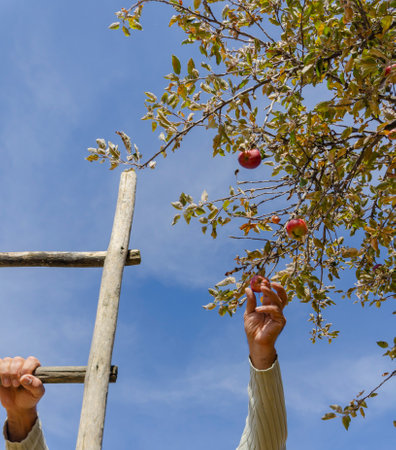 Farmer harvesting pomegranate fruit on a tree in orchardの写真素材