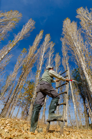 Worker on a ladder in the forest of poplars.の写真素材