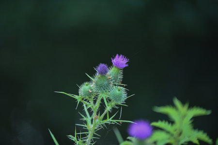Thistle flower with purple petals and green leaves on a dark backgroundの写真素材