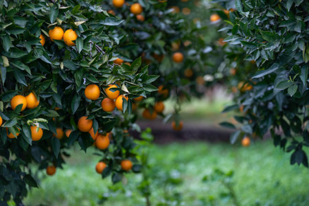 Ripe oranges on the tree in the orchard. selective focus.の写真素材