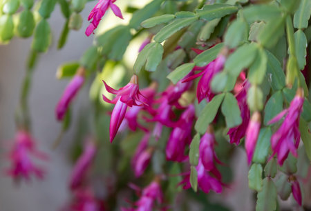 Blooming Christmas Cactus (Schlumbergera truncata)の写真素材