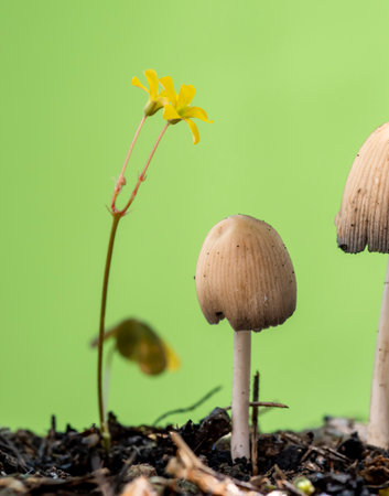 Mushrooms growing in the soil with yellow flower on green background