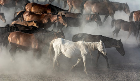 Horses running in the dust on a hot day. motion blurの写真素材