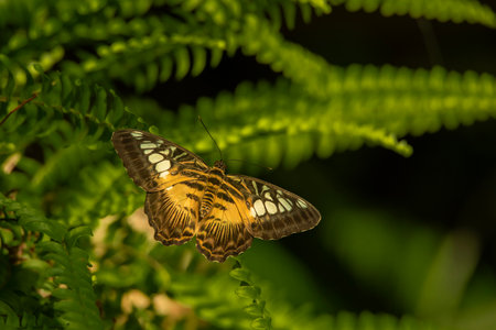 Butterfly on the green fern in a tropical forest.の写真素材