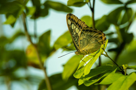Butterfly on green leaf in nature, closeup of photoの写真素材