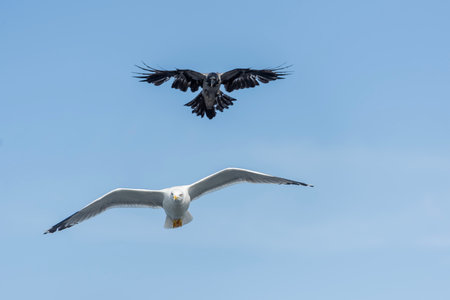 Seagull flying in the blue sky, closeup of photo