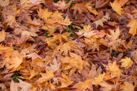 Maple leaves on the ground in the autumn forest. natural backgroundの写真素材