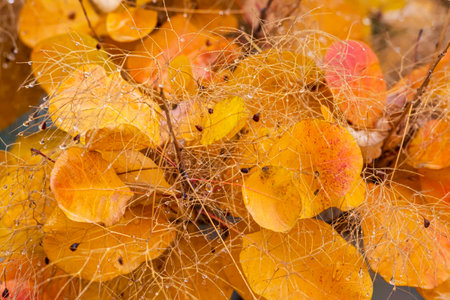 colorful autumn leaves as a background, close-up, macro