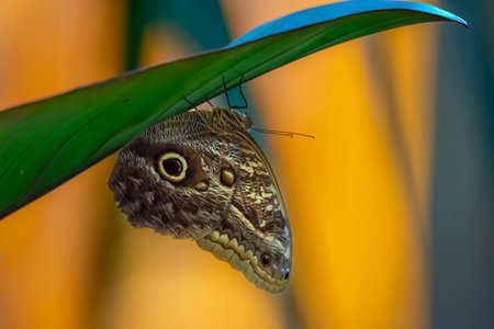Butterfly on a leaf in a botanical garden in the Netherlandsの写真素材