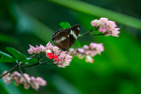 Butterfly on pink flower in the garden,Thailand.