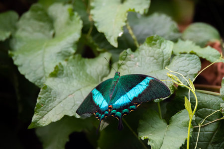 Butterfly on a green leaf in a botanical garden.の写真素材