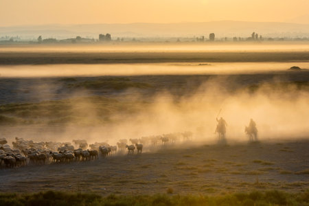 Flock of seagulls in the mist at sunrise, Namibiaの写真素材