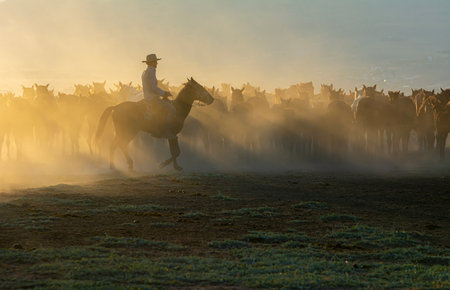 Horseback riding in the steppe at sunset. mongoliaの写真素材