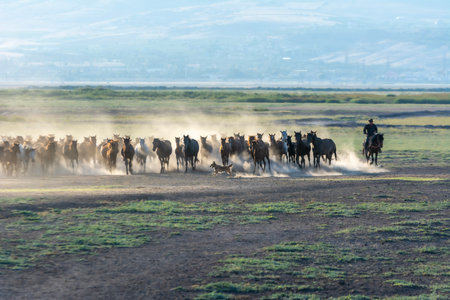 Herd of wildebeest running in the steppe.の写真素材