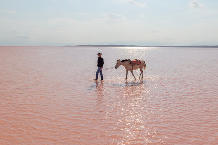 Young man walking with two camels in a pink salt lake.の写真素材