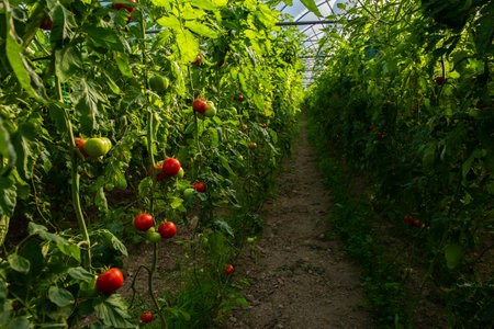 Rows of ripe red tomatoes growing in a greenhouse on a sunny dayの写真素材