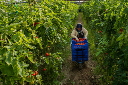 Harvesting tomatoes in a greenhouse. Woman harvesting tomatoes in a greenhouse.の写真素材
