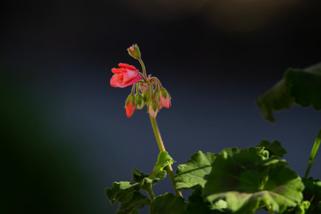 Geranium Pelargonium (Geranium, Pelargonium)