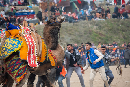 Unidentified participants at the annual camel wrestling festival in Pasay, Phuket, Thailand.のeditorial素材