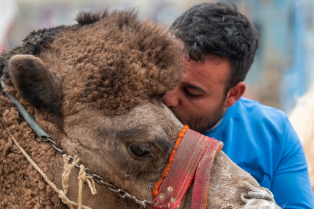 A man kisses a camel in Kharkiv, Ukraineのeditorial素材