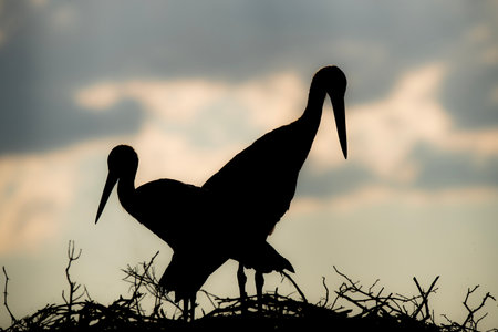 Silhouette of a stork standing on the nest at sunsetの写真素材