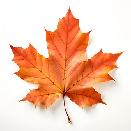 Autumn maple leaf isolated on white background. Flat lay, top viewの素材