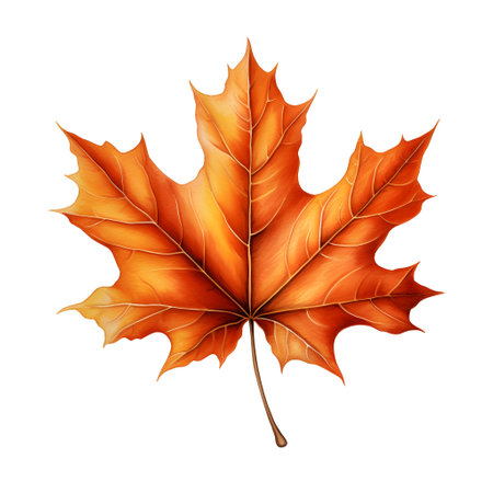 Autumn maple leaf isolated on white background. Realistic vector illustration.の素材
