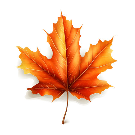 Autumn maple leaf isolated on white background. Realistic vector illustration.の素材