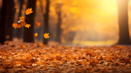 Autumn leaves in the forest. Autumn background with copy space.の素材