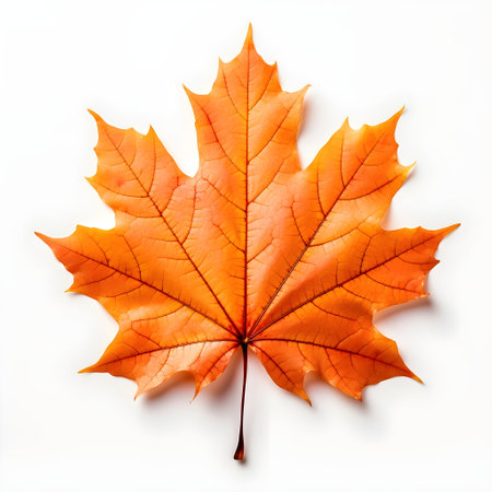 Autumn maple leaf isolated on white background. Flat lay, top viewの素材