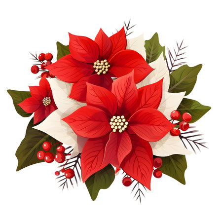 Christmas flower Poinsettia, illustrationの素材