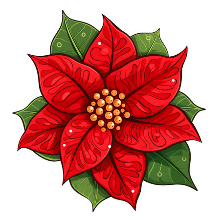 Christmas flower Poinsettia, illustrationの素材
