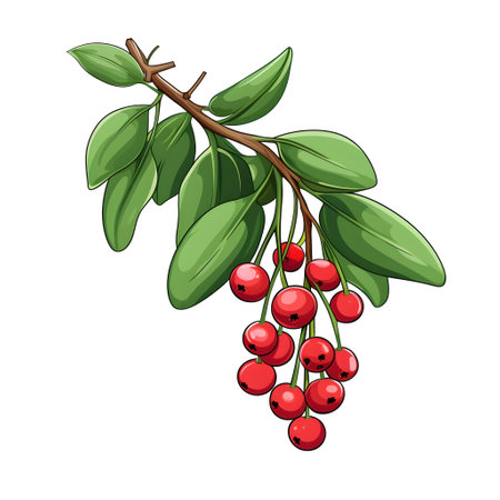 Branch of mistletoes illustrationsの素材