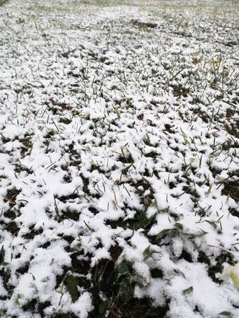 Winter has come, first snow on green grass, textureの写真素材