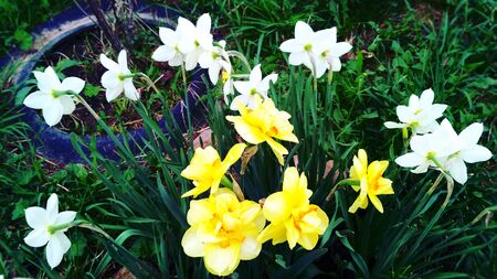 Beautiful yellow and white daffodils growing in the gardenの写真素材