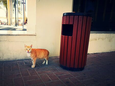 A red-haired stray cat with dirty paws stands with an ajar mouth near the building and a garbage binの写真素材
