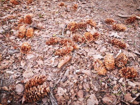 Brown spruce cones lie on the ground strewn with dry foliage last year. Abstract background.の写真素材
