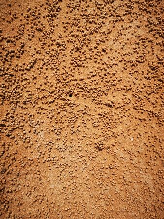 Golden sand with minks of small crabs that scattered around the round sand while digging their houseの写真素材