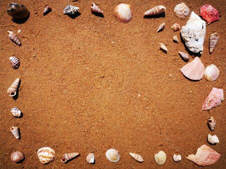 Frame of shells against the background of fine golden sand. Festive framing.の写真素材