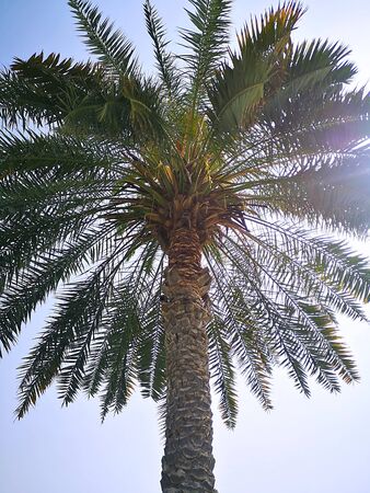 A palm tree in the UAE against a backdrop of unpaid blue sky. Warm winter in the UAE.の写真素材