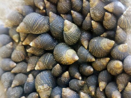 The texture of many small shells is dark brown. Abstract structure.の写真素材