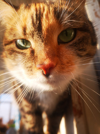 The cat looks close-up directly into the cameraの写真素材