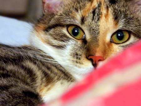 The cat looks close-up directly into the cameraの写真素材
