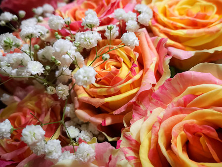 Colorful roses close-up, artificially bred roses, backgroundの写真素材