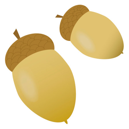 Two acorns from an oak, fall. Vector color drawingのイラスト素材