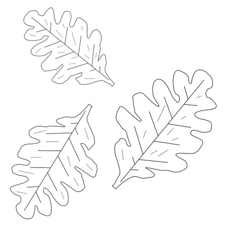 Detailed oak leaves for a fall-themed coloring page. Perfect for children and adults to enjoy and relax.のイラスト素材