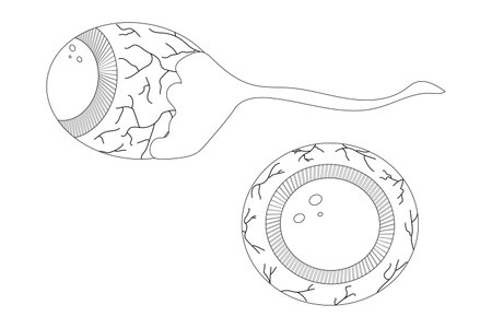 A spooky Halloween-themed eyeball coloring page. Great for kids and adults Halloween activities or creepy fun crafts.のイラスト素材