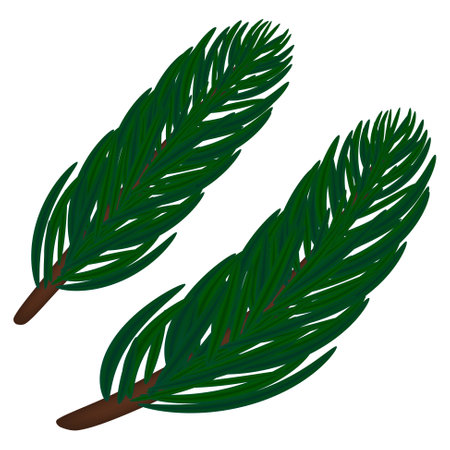 A detailed vector illustration of spruce branches, perfect for holiday-themed designs and Christmas decorations.のイラスト素材