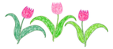 Three pink tulips with green leaves and stems, drawn in a scribble style on a white background.のイラスト素材