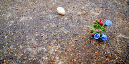 Delicate blue flower with pink buds resting on a gritty asphalt surface, contrasting nature and urban texture.の写真素材